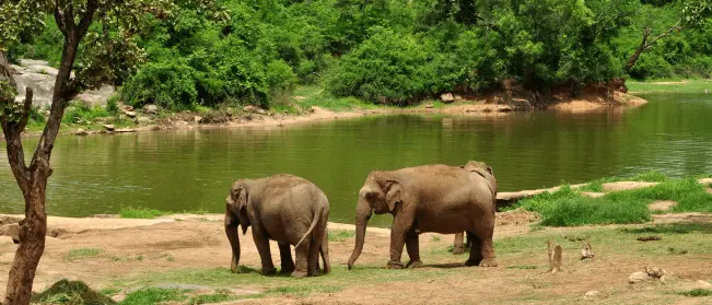 Bannerghatta National Park